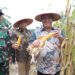 Bupati Asahan Ikuti Panen Raya Jagung Serentak yang Dipimpin Presiden RI