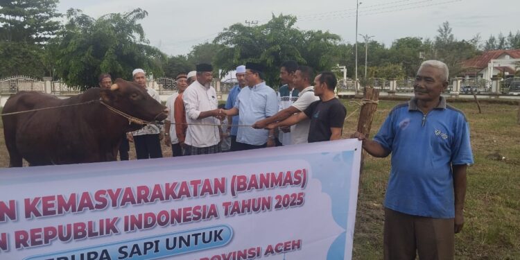 Bupati Serahkan Sapi Qurban Presiden Prabowo ke Panitia Masjid Agung Aceh Singkil