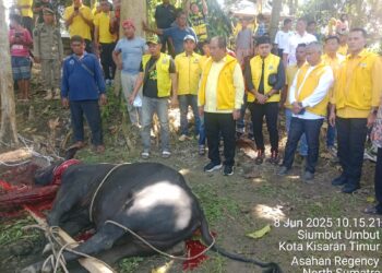 Bupati Saksikan Penyembelihan Hewan Qurban Dari Partai Golkar Sumut dan Asahan
