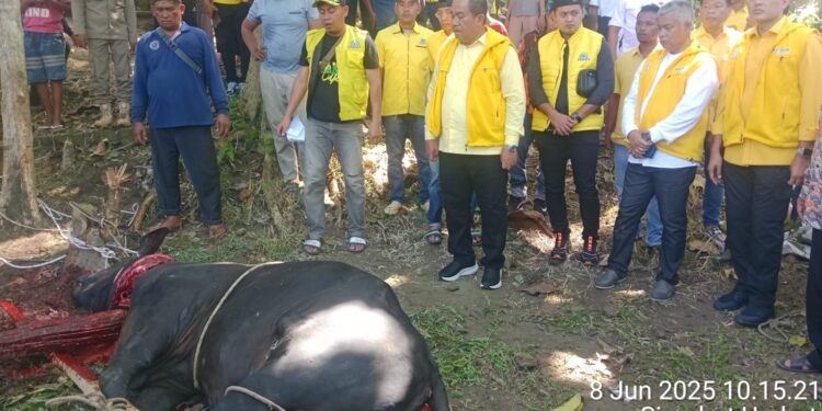 Bupati Saksikan Penyembelihan Hewan Qurban Dari Partai Golkar Sumut dan Asahan
