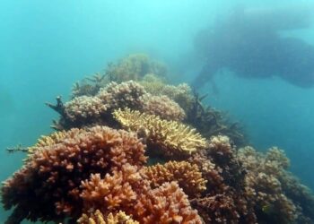 PT Timah Terus Menjaga Ekosistem Laut