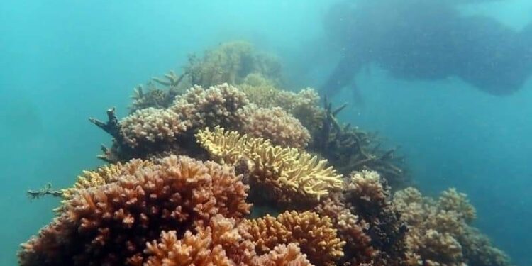 PT Timah Terus Menjaga Ekosistem Laut