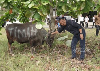 PT Timah Salurkan Ratusan Hewan Kurban di Empat Provinsi