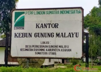 Oknum Perangkat Desa Sei Piring Curi Berondolan dan Bacok Security PT. Lonsum Gunung Melayu