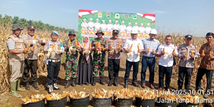 11 Ton Jagung Berhasil Dipanen, Aksi Nyata PT. Lonsum GME Dukung Ketahanan Pangan Nasional