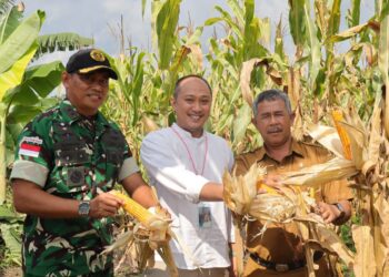 Denhanud 477 Kopasgat Panen Jagung di Natuna, Bukti TNI Ikut Jaga Ketahanan Pangan Nasional