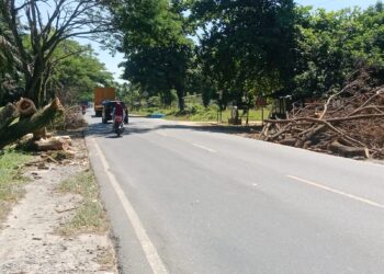 Tumpukan Kayu Bekas Pohon Tumbang di Jalinsum Pulau Rakyat Rawan Laka