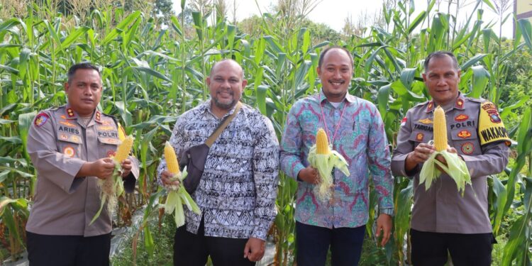 Jagung untuk Rakyat: Kapolres Natuna Bangkitkan Lahan Tidur Jadi Sumber Kehidupan