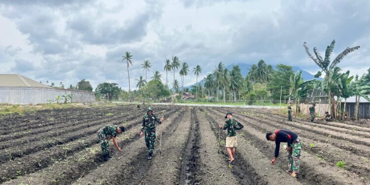 Denhanud 477 Korpasgat Natuna Gencarkan Program Pangan Mandiri Lewat Jagung Manis