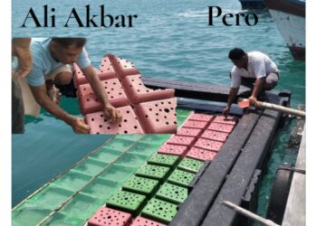 Kerapu subi