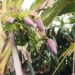 Pohon pisang
