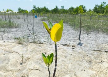 Mangrove Jadi Benteng Pesisir, PT Timah Tanam Ribuan Bibit Lewat Program TJSL