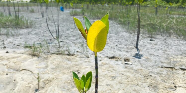 Mangrove Jadi Benteng Pesisir, PT Timah Tanam Ribuan Bibit Lewat Program TJSL