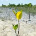 Mangrove Jadi Benteng Pesisir, PT Timah Tanam Ribuan Bibit Lewat Program TJSL