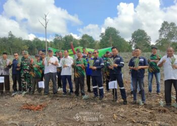 Bersama Kelompok Tani Bina Tani Tailong, PT TIMAH Tbk Tanam Puluhan Ribu Bibit Nanas di Kundur