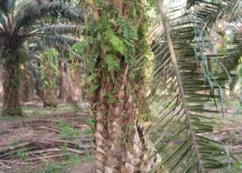 2 Pencuri Sawit Di Kebun PTPTN IV Pulu Raja Dilaporkan Ke Polisi