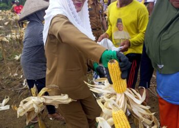 Diterik Matahari Bupati Natuna Cen Sui Lan Panen Jagung di Batubi, Dorong Batubi Jadi Sentra Pangan Daerah