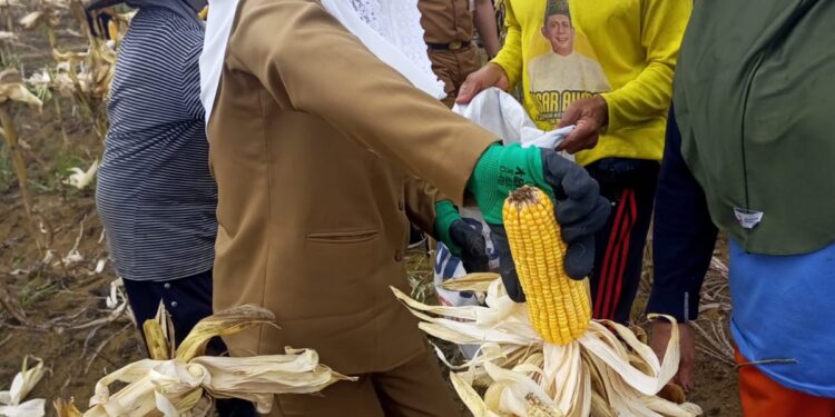 Diterik Matahari Bupati Natuna Cen Sui Lan Panen Jagung di Batubi, Dorong Batubi Jadi Sentra Pangan Daerah
