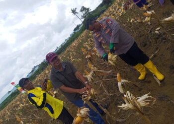 Kapolres Natuna Tegaskan Peran Polri Dukung Ketahanan Pangan Saat Panen Jagung Batubi