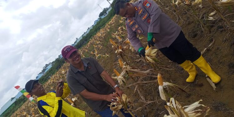 Kapolres Natuna Tegaskan Peran Polri Dukung Ketahanan Pangan Saat Panen Jagung Batubi