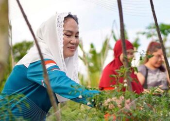 Bupati Cen Sui Lan Turun Langsung Panen Raya cabai, jambu citra, dan semangka, Petani Natuna Berseri-seri di Ladang