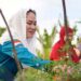 Bupati Cen Sui Lan Turun Langsung Panen Raya cabai, jambu citra, dan semangka, Petani Natuna Berseri-seri di Ladang