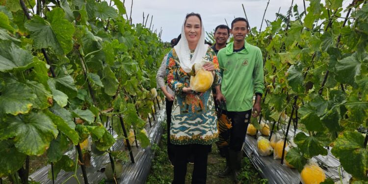 Bupati Natuna Cen Sui Lan Dorong Melon Petani Lokal Masuk Program MBG, Perkuat Sektor Pertanian Daerah