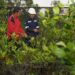 PT TIMAH Tbk Konsisten Dorong Pelestarian Lingkungan Melalui Program Seribu Pohon untuk Negeri