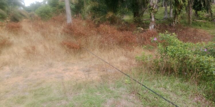 Kabel TR Jatuh Ke Tanah, Warga Asahan Minta Diperbaiki Sebelum Timbul Korban Jiwa