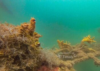 PT TIMAH Tbk Lepas 45 Unit Coral Garden di 2025, Dukung Ekosistem Laut dan Pariwisata Bahari
