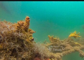 Dukung Ekosistem Laut dan Pariwisata Bahari PT TIMAH Tbk Lepas 45 Unit Coral Garden di 2025