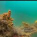 Dukung Ekosistem Laut dan Pariwisata Bahari PT TIMAH Tbk Lepas 45 Unit Coral Garden di 2025