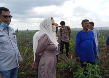 Bupati Natuna Cen Sui Lan Turun Langsung, Prihatin Kebun Nanas Warga Hangus dalam Kebakaran 50 Hektare Lahan Batubi
