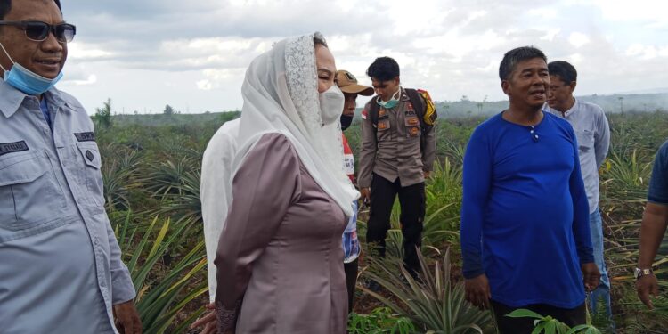 Bupati Natuna Cen Sui Lan Turun Langsung, Prihatin Kebun Nanas Warga Hangus dalam Kebakaran 50 Hektare Lahan Batubi
