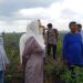 Bupati Natuna Cen Sui Lan Turun Langsung, Prihatin Kebun Nanas Warga Hangus dalam Kebakaran 50 Hektare Lahan Batubi