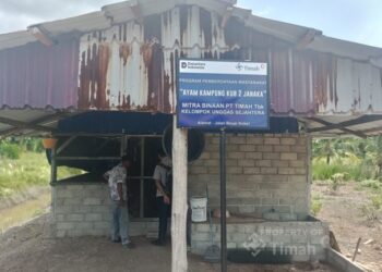 PT TIMAH Perkuat Ekonomi Lokal Lewat Peternakan Ayam Kampung di Karimun 