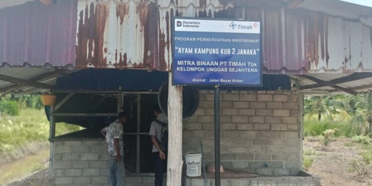 PT TIMAH Perkuat Ekonomi Lokal Lewat Peternakan Ayam Kampung di Karimun 
