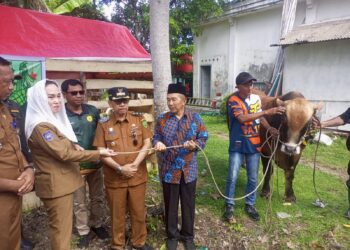 Cen Sui Lan Serahkan Sapi Kurban Presiden Prabowo Subianto untuk Masyarakat Pulau Laut