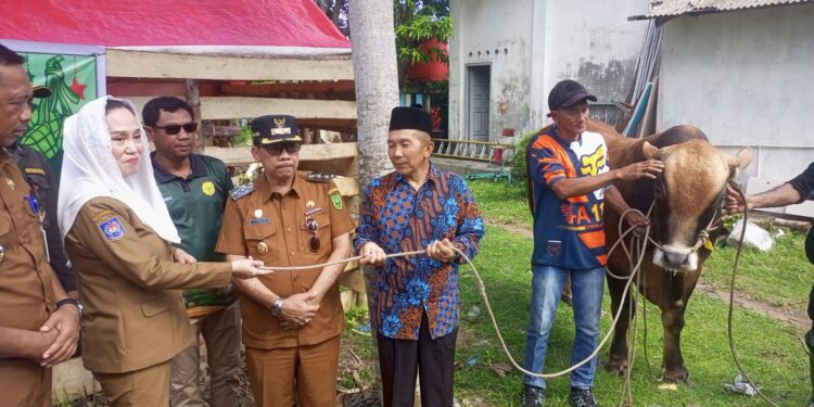 Cen Sui Lan Serahkan Sapi Kurban Presiden Prabowo Subianto untuk Masyarakat Pulau Laut