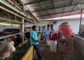 Monitoring Ketersediaan dan Harga jual Sapi Qurban Jelang Idul Adha, Pemkab Solok Pastikan Harga Stabil