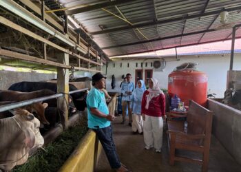 Monitoring Ketersediaan dan Harga jual Sapi Qurban Jelang Idul Adha, Pemkab Solok Pastikan Harga Stabil