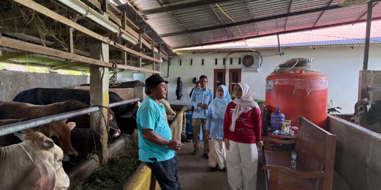 Monitoring Ketersediaan dan Harga jual Sapi Qurban Jelang Idul Adha, Pemkab Solok Pastikan Harga Stabil