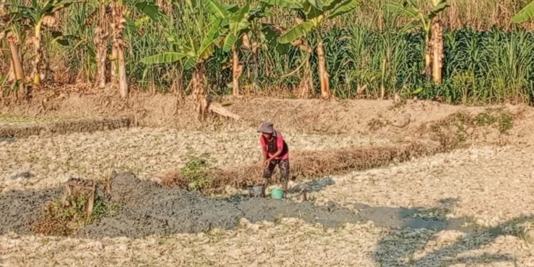 Profesor Sutan Nasomal Harapkan Presiden RI Prabowo Tugaskan Berbagai Elemen Kementerian Pertanian Pekerjaan Umum Sosial Atasi Kemarau Langka Air Akibat Hutan Higrasi!!