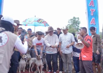 Bupati Solok Buka Alek Buru Babi di Nagari Kuncia, Perkuat Kebersamaan dan Tradisi Masyarakat